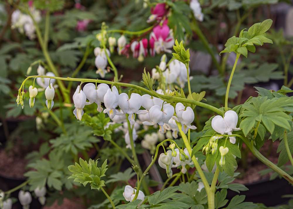 Løjtnantshjerte 'White'